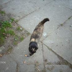 Huskat mimsemor(missemor)