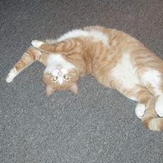 Blanding af racer Tykke