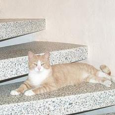 Blanding af racer Tykke