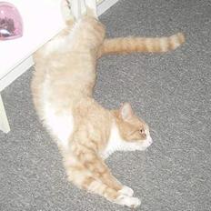 Blanding af racer Tykke