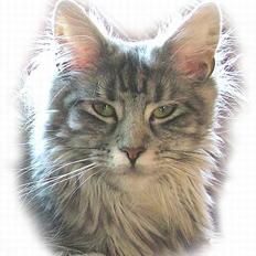 Maine Coon Athenais d'Arcadia