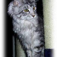 Maine Coon Athenais d'Arcadia