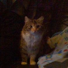 Norsk Skovkat Pjevs R.I.P.  