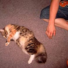 Norsk Skovkat Pjevs R.I.P.  