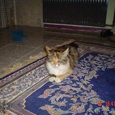 Norsk Skovkat Pjevs R.I.P.  