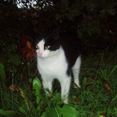 Blanding af racer Rassi