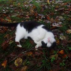 Blanding af racer Rassi