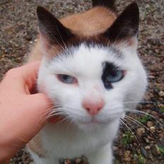 Blanding af racer Blondi