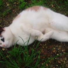 Blanding af racer Blondi