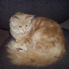 Maine Coon innocent girl