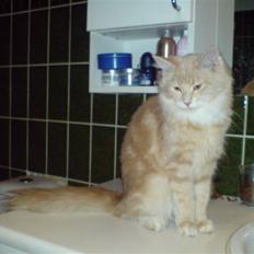 Maine Coon innocent girl