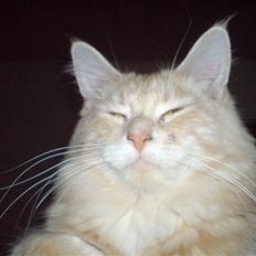 Maine Coon innocent girl