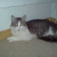 Norsk Skovkat Kisser