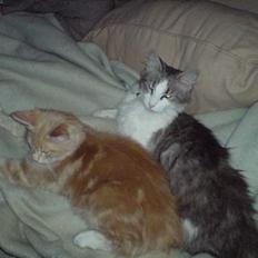 Norsk Skovkat Kisser