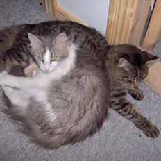 Norsk Skovkat Kisser