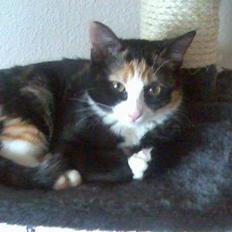 Blanding af racer Jessy