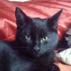 Blanding af racer Ofelia