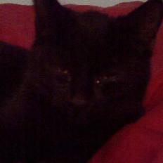 Blanding af racer Ofelia