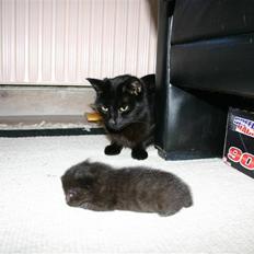 Blanding af racer Ofelia