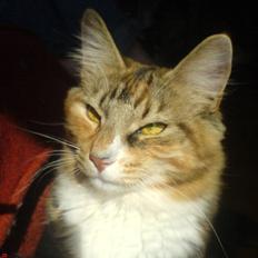 Norsk Skovkat Chloé *død*