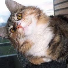 Norsk Skovkat Chloé *død*