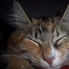 Norsk Skovkat Chloé *død*