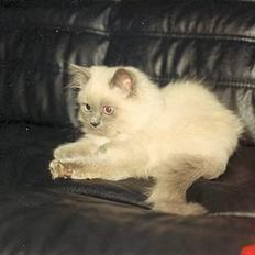 Colorpoint Shivas * R.I.P *