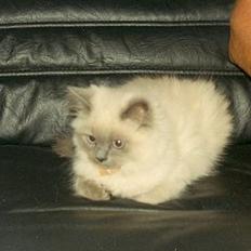 Colorpoint Shivas * R.I.P *