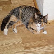 Blanding af racer Trille