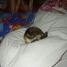 Blanding af racer Trille