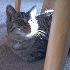 Blanding af racer Molly