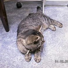 Blanding af racer Molly