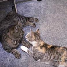 Blanding af racer Molly