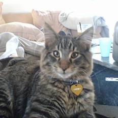 Norsk Skovkat speedie