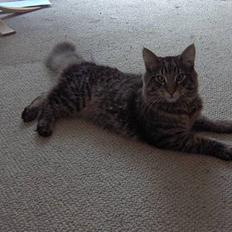 Norsk Skovkat speedie