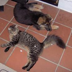 Norsk Skovkat speedie