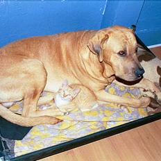 Blanding af racer Ib