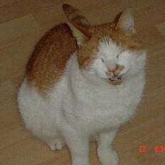 Blanding af racer Garfield R.I.P.5.6.2010