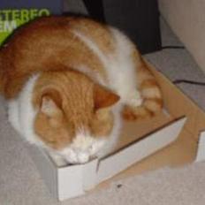 Blanding af racer Garfield R.I.P.5.6.2010