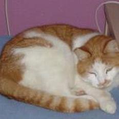 Blanding af racer Garfield R.I.P.5.6.2010