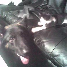 Huskat Speedy er her ikke mere