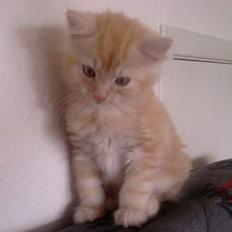 Norsk Skovkat Laban (SOLGT)