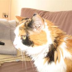 Blanding af racer Nanna