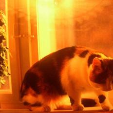 Blanding af racer Nanna