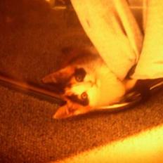 Blanding af racer Nanna