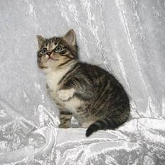 Huskat † Hegnsholt's Simba <3 †