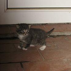 Huskat † Hegnsholt's Simba <3 †