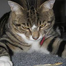 Huskat Charly-forsvundet nov. 10