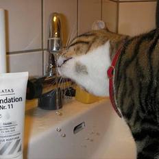 Huskat Charly-forsvundet nov. 10