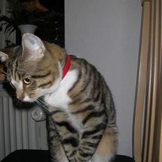 Huskat Charly-forsvundet nov. 10